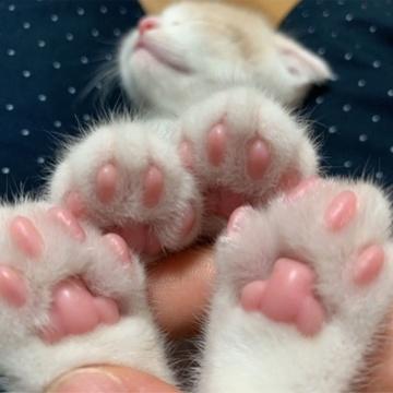 Группа про котиков (Кис Мур Мяу)