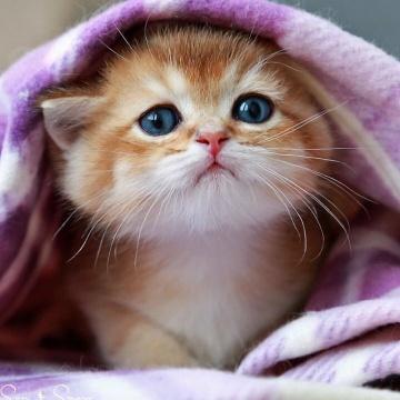 Дикие и домашние животные