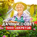 Готовый канал Дачный совет для быстрого старта