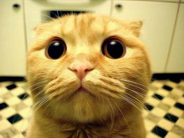 Топ-группа про животных