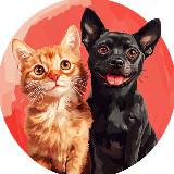 Топовый канал Кошечки&Sобачки