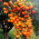 banner_foods_store_pizza_italiano_1778.jpg