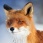 SkyFox