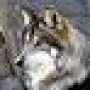 Biwolf