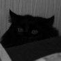 darklight