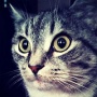 adwebzoom