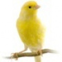 Canaries