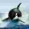 dima_rf