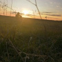 Shot