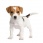 JackRusseL
