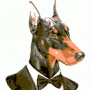 Doberman