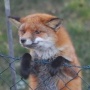 wildseo