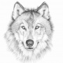 wolf999